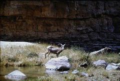 026_BigHornSheep