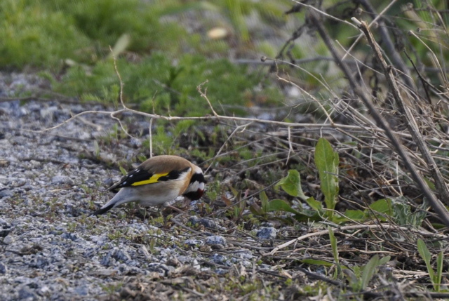 Goldfinch (2050c)
