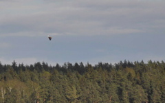 White-tailed Eagle - Haliaeetus albicilla - and sea-gull (2045c)
