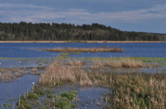 Hj&auml;lstaviken in evening light (2064)
