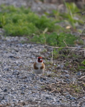 Goldfinch - Carduelis carduelis (2048c)