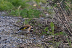 Goldfinch (2050c)