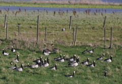 Barnacle Geese - Branta leucopsis (2054c)