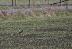 Northern Lapwing - Vanellus vanellus (2061c)