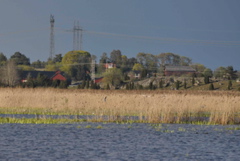 Cranes - Grus grus (2063c)