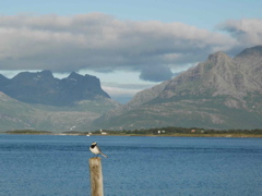 wagtail