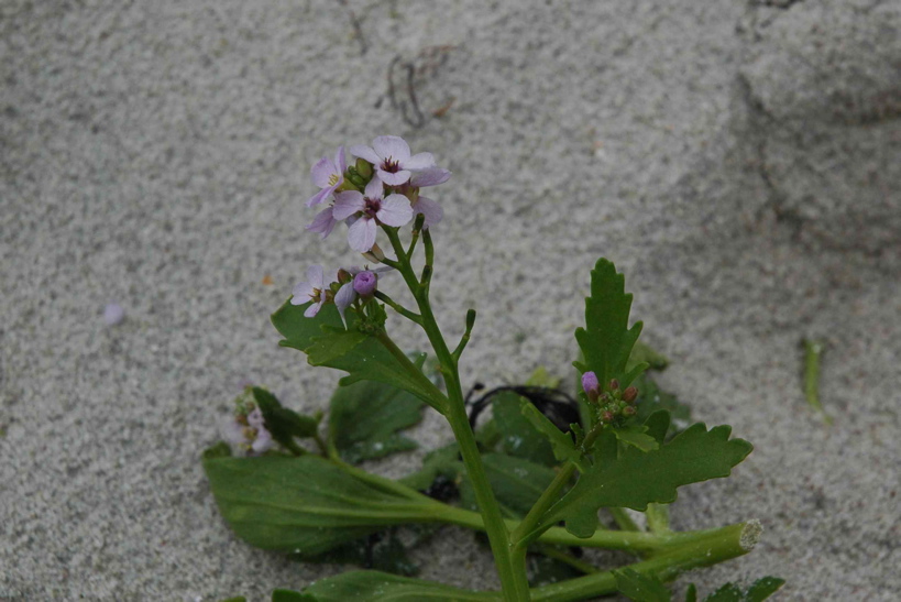 beach_plant_eggum