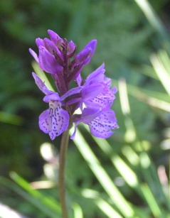orchid_lofoten