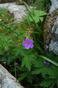 midsommarblomster_kvalvika2