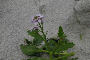 beach_plant_eggum