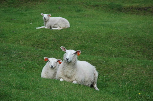 sheep_kvalvika