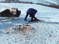 A reindeer carcase...