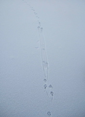 Mink_Alttajarvi_081028_0282c