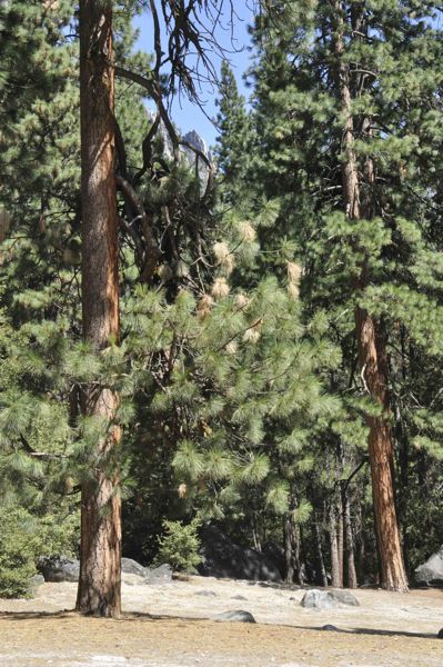Lodgepole_pines_Camp4_Yosemite_sept09_RMcG_4966
