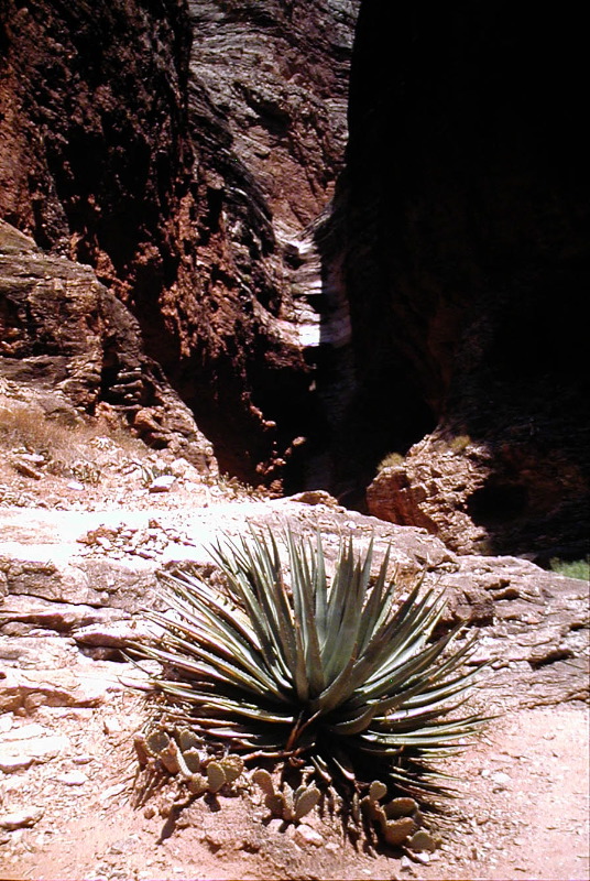 074_Yucca_Nautiloid