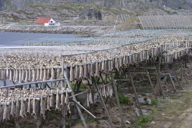 Cod drying on the racks