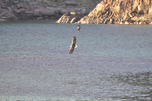 A sea eagle mobbed by a hooded crow