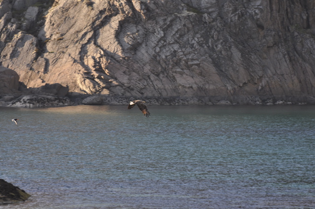 An oystercatcher in hot pursuit
