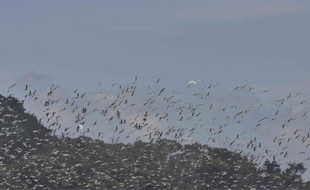 Godwits_in_flight_Mangere_jan09_1244c