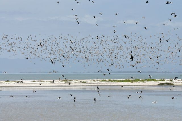 PiedStilts_Godwits_Miranda_dec10_RMcG_9861