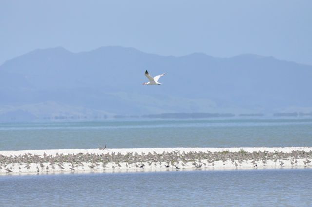 CaspianTern_Miranda_dec10_RMcG_9875