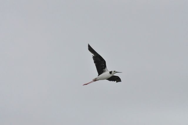 PiedStilt_Miranda_dec10_RMcG_9793