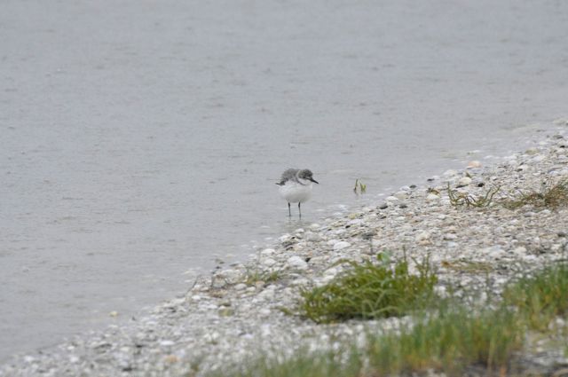 Wrybill_Miranda_dec10_RMcG_9797