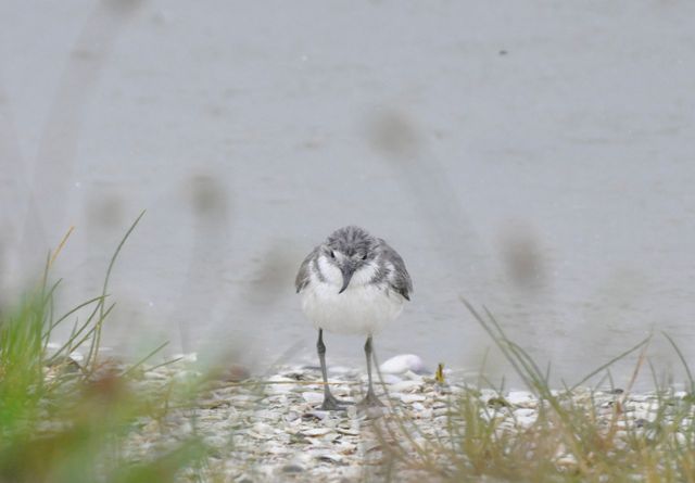 Wrybill_Miranda_dec10_RMcG_9808c