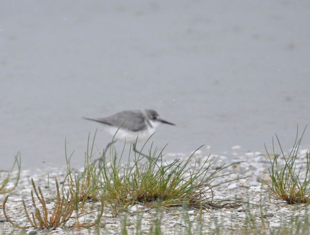Wrybill_Miranda_dec10_RMcG_9809c