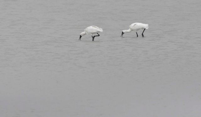 Spoonbills_Miranda_dec10_RMcG_DSC9815c