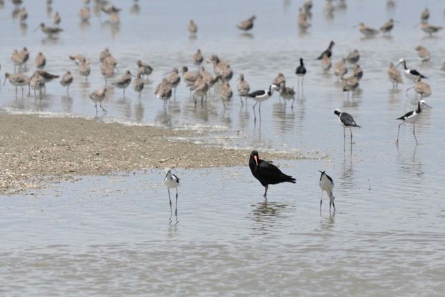 Stilts_VOC_Godwits_Miranda_dec10_RMcG_DSC9867c