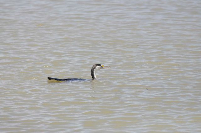 LittleShag_Miranda_dec10_RMcG_DSC9882