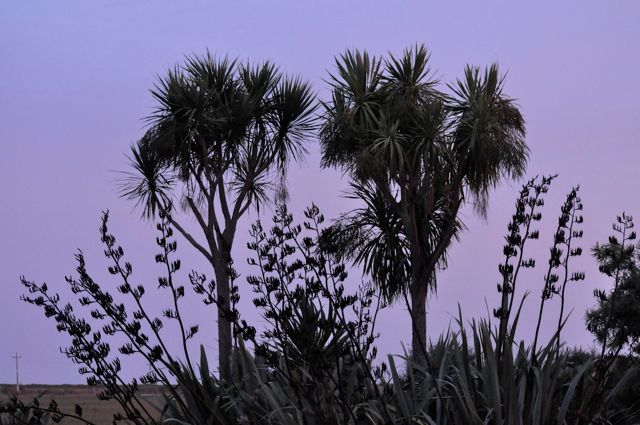 Cabbage_trees_flax_Miranda_dec10_RMcG_9848