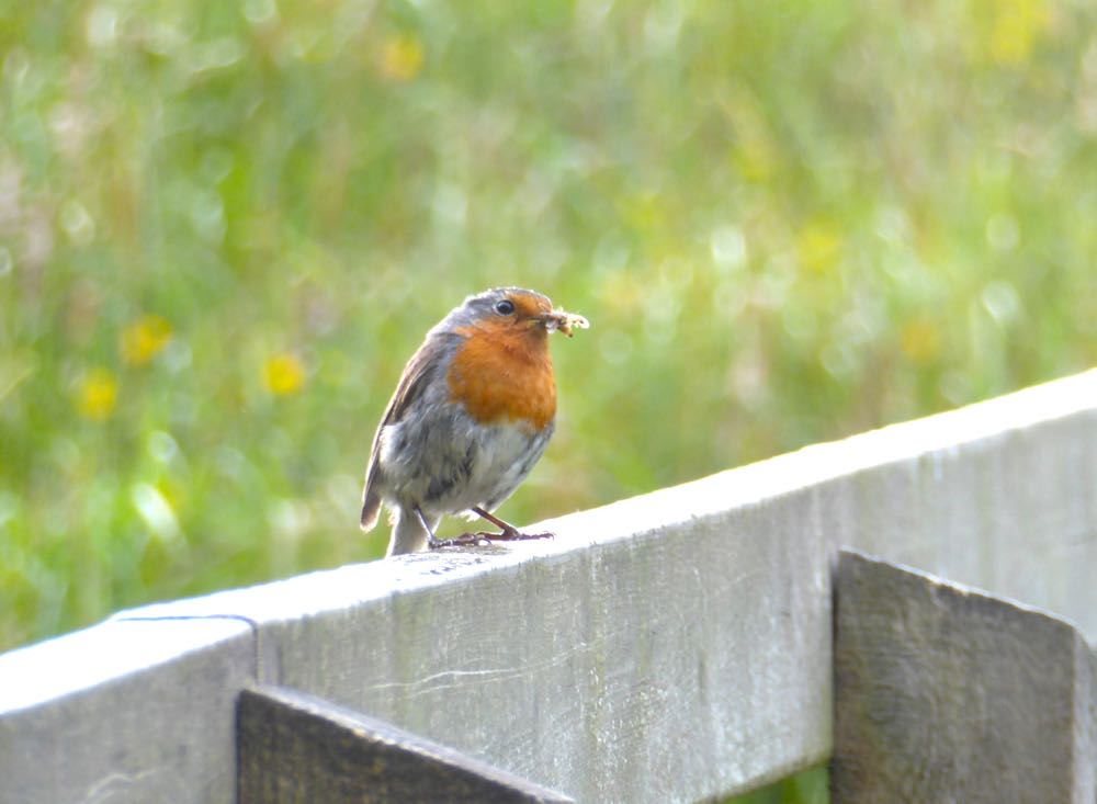 Robin_SmooCave_150731_RMcG_P1010383cw