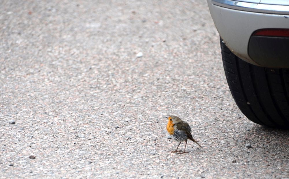 Robin_LochLinnhe_150726_RMcG_RGD0588cw